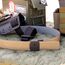 Оружейный ремень Sleek Gun Belt x Kore (ZF x Kore Sleek Gun Belt) | Zero Foxtrot